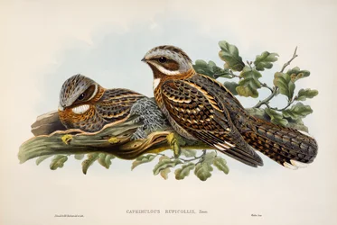 Succiacapre dal collo rosso (Caprimulgus ruficollis), litografia da "Uccelli della Gran Bretagna"