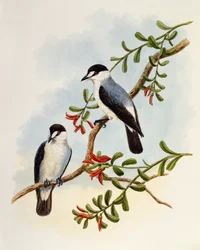 Pettirosso dei torrenti, Monachella muelleriana, incisione di William Matthew Hart (1830-1908), Regno Unito