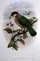 Uccello Gatto dalle Orecchie Bianche - Ailuroedus Buccoides (litografia a colori)
