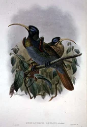 Uccello del Paradiso dal becco a falce bianco