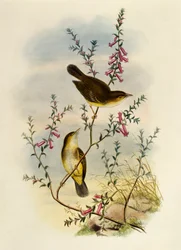 Pigliamosche macchiato bianco (Pseudogerygone notata) inciso da William Matthew Hart