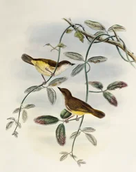 Gerygone dal ventre giallo (Gerygone chrysogaster), litografia da Birds of Asia