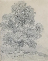 Un olmo montano a Hawley, Hampshire