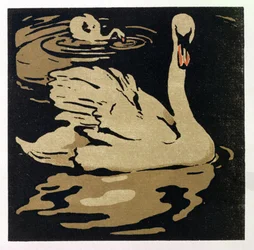 Il Bellissimo Cigno, Illustrazione da 