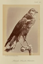 Falco di palude; Albanella reale