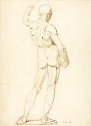 (An Ecorche, Rear View)