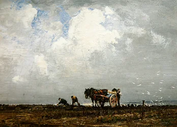 Raccolta di Alghe