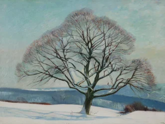 Albero in inverno