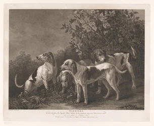 Quattro cani da caccia