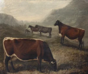 Cinque bovini Glamorgan