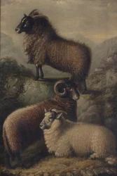 Tre pecore gallesi