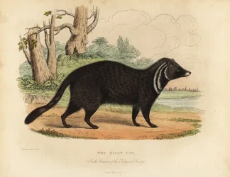 Zibetto africano, Civettictis civetta