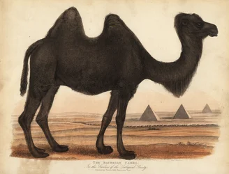 Cammello bactriano, Camelus bactrianus