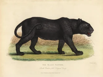 Pantera nera, Panthera pardus o Panthera onca