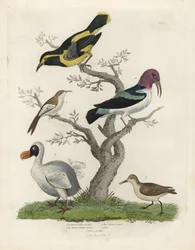 Rampichino nero e giallo, rampichino bruno e bianco, Certhia americana, rampichino di Caienna, Dacnis cayana, dodo, Raphus cucullatus, e purre o gambecchio nano, Calidris alpina. Incisione su rame colorata a mano di artista ignoto da Natural History di