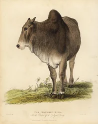 Razza Brahma di zebù, Bos taurus indicus