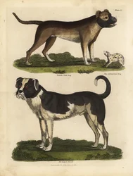 Razze di cani, Canis lupus familiaris