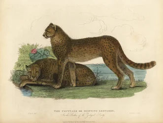 Ghepardo, Acinonyx jubatus
