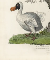 Dodo, Raphus cucullatus, uccello estinto incapace di volare. Incisione a mano colorata da un artista sconosciuto dal libro di storia naturale di William Smellie