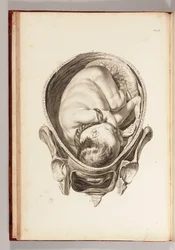 Incisione di un bambino nel grembo materno da "Una serie di tavole anatomiche, con spiegazioni e un compendio della pratica dell