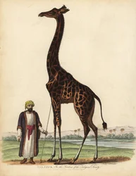 Giraffa, Giraffa camelopardalis