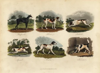 Levriero, Harrier, Foxhound, Spaniel, Pointer, Terrier