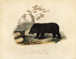 Orso nero dell