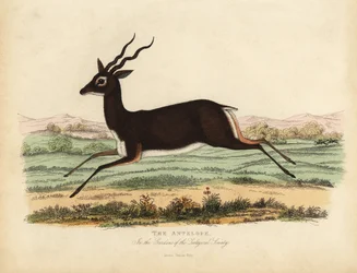 Antilope indiana o cervicapra, Antilope cervicapra