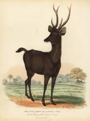 Cervo sambar di Giava o Sunda, Rusa timorensis. Vulnerabile