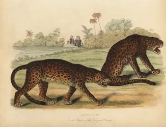 Leopardi, Panthera pardus