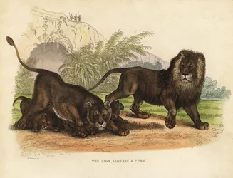 Leone, leonessa e cuccioli, Panthera leo