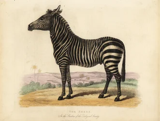 Zebra delle pianure, Equus quagga