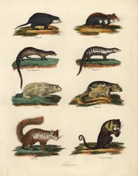 Specie di roditori