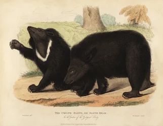 Orso labiato, Melursus ursinus. Vulnerabile