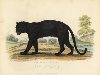 Il leopardo nero, Panthera pardus.