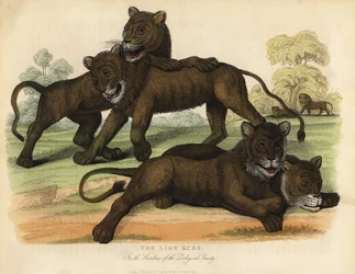 I cuccioli di leone nei giardini della Società Zoologica