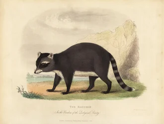 Il Procione, Procyon lotor