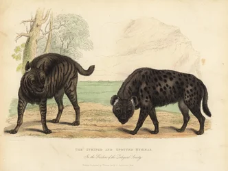 La Iena Striata e la Iena Maculata
