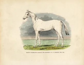 Cavallo arabo purosangue Imaum