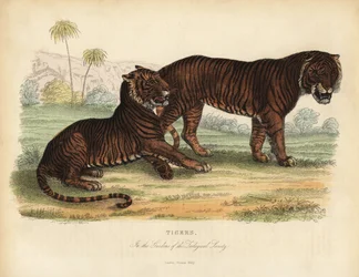 Tigre, Panthera tigris, in pericolo