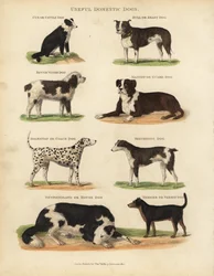 Cani domestici utili, Canis lupus familiaris