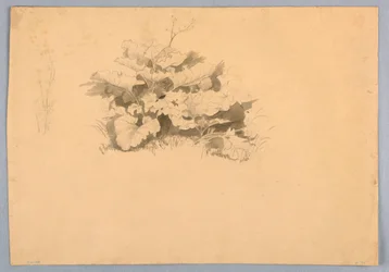 Studio di fogliame