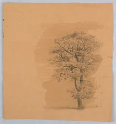 Studio del fogliame