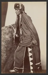 Arapaho coraggioso Shib-o-nester