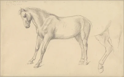 Studi di un Pony