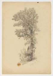 Studio di Foliage