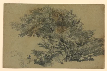 Studio di fogliame