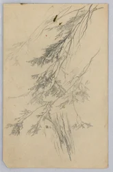 Studio di fogliame
