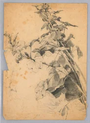 Studio di fogliame