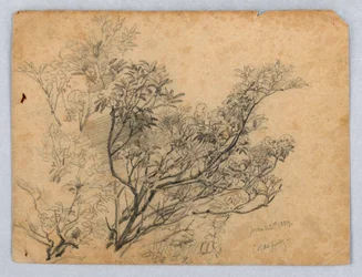 Studio di fogliame